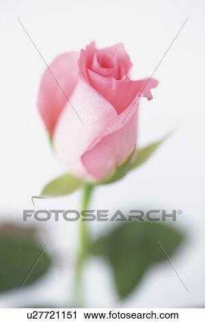 Stock Image - Pink Rose, Close Up. Fotosearch