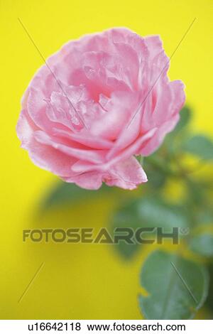 Stock Photo - Pink Rose, Close Up. Fotosearch