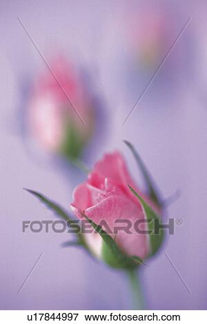 Stock Photo - Pink Rose, Close Up. Fotosearch