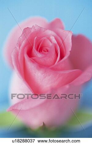 Pink Rose, Close Up View Large Photo Image Stock Photo - Pink Rose, Close Up. Fotosearch