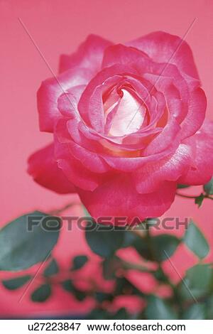 Pink Rose, Close Up View Large Photo Image Stock Photo - Pink Rose, Close Up. Fotosearch