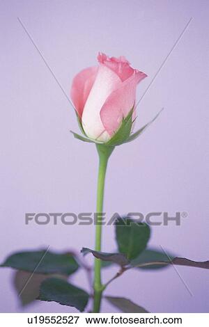 Pink Rose, View Large Photo Image Stock Photo - Pink Rose,. Fotosearch