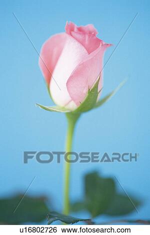 Pink Rose View Large Photo Image Stock Photograph - Pink Rose. Fotosearch