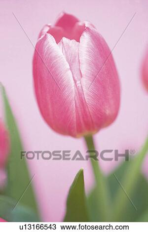 Stock Image - Pink Tulip, Close Up. Fotosearch