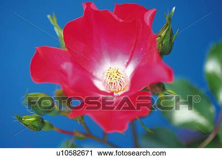 Stock Image - Red Rose and Rose Bud, Close Up. Fotosearch