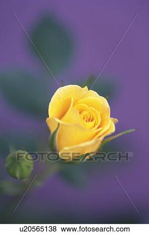 Red Rose and Rose Bud, Close Up View Large Photo Image Stock Photo - Red Rose and Rose Bud, Close Up. Fotosearch