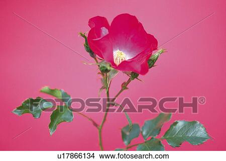 Picture - Red Rose and Rose Bud. Fotosearch
