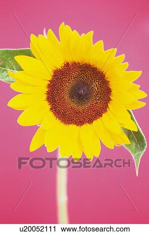 Stock Image - Sunflower, Close Up. Fotosearch