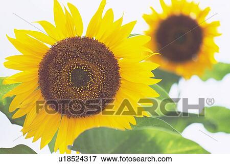 Stock Photo - Sunflower, Close Up. Fotosearch