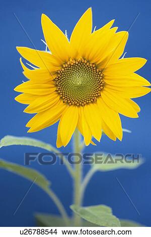 Picture - Sunflower. Fotosearch