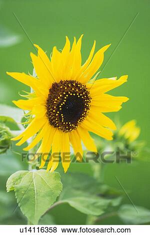 Stock Photo - Sunflower. Fotosearch