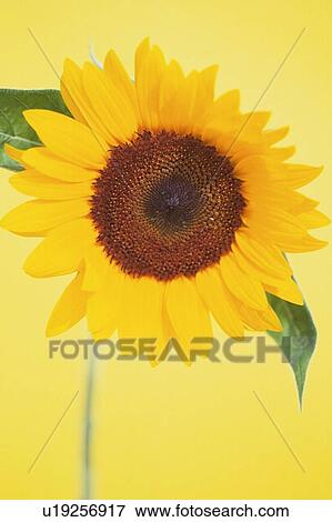 Stock Photo - Sunflower. Fotosearch