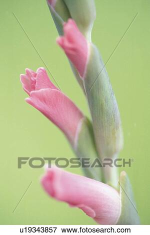 Stock Photo - Sword Lily, Close Up. Fotosearch