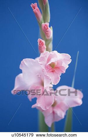 Stock Photo - Sword Lily. Fotosearch