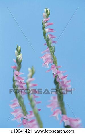 Stock Image - Three Lady's Tresses. Fotosearch
