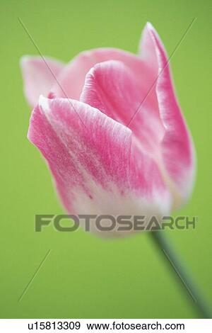 Tulip, Close Up View Large Photo Image Stock Photo - Tulip, Close Up. Fotosearch