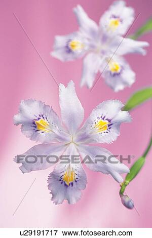 Stock Photo - Two Crested Iris, Close Up and Soft Focus. Fotosearch