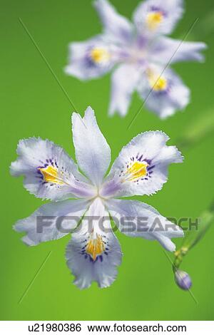 Two Crested Iris, Close Up and Soft Focus View Large Photo Image Stock Photograph - Two Crested Iris, Close Up and Soft Focus. Fotosearch
