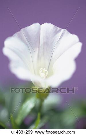 White Bindweed, Close Up View Large Photo Image Stock Photo - White Bindweed, Close Up. Fotosearch