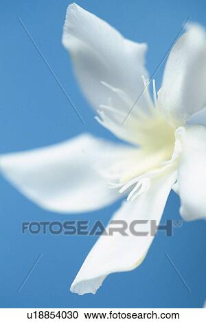 White Rose Laurel, Close Up View Large Photo Image Stock Image - White Rose Laurel, Close Up. Fotosearch