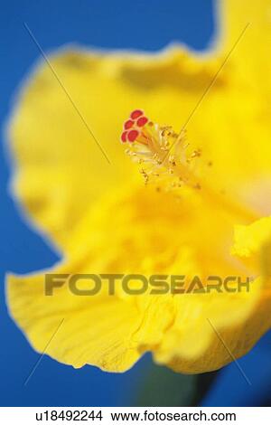 Yellow Hibiscus, Close Up View Large Photo Image Picture - Yellow Hibiscus, Close Up. Fotosearch