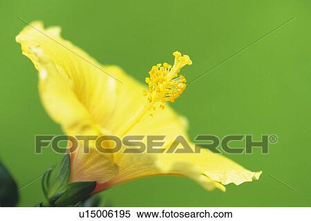 Yellow Hibiscus, Close Up View Large Photo Image Stock Photography - Yellow Hibiscus, Close Up. Fotosearch