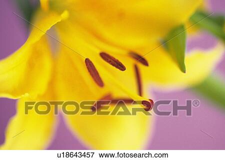 Stock Photo - Yellow Lily, Extreme Close Up. Fotosearch