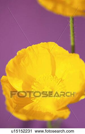Yellow Poppy, Close Up View Large Photo Image Stock Image - Yellow Poppy, Close Up. Fotosearch