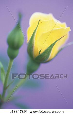 Yellow Rose, Close Up View Large Photo Image Stock Image - Yellow Rose, Close Up. Fotosearch