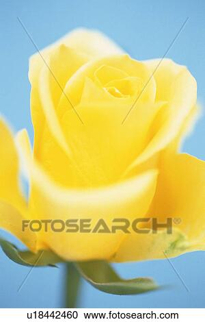 Yellow Rose, Close Up View Large Photo Image Stock Image - Yellow Rose, Close Up. Fotosearch