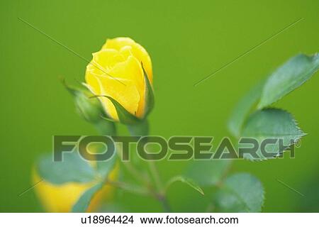 Picture - Yellow Rose. Fotosearch