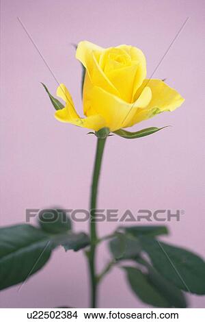 Yellow Rose View Large Photo Image Picture - Yellow Rose. Fotosearch