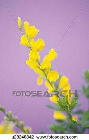 Stock Image - Yellow Scotch Broom. Fotosearch