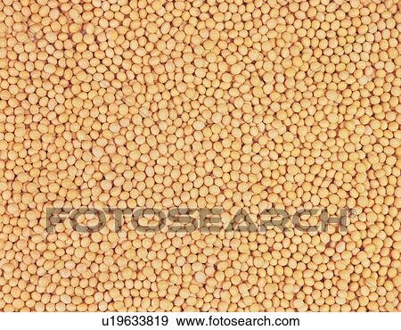 Mass of beans View Large Photo Image Stock Photo - Mass of beans. Fotosearch