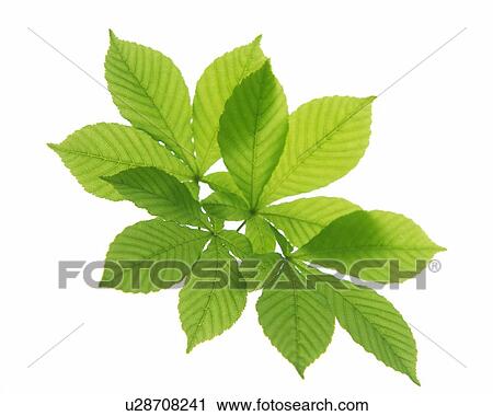Bunch of Leaves, High Angle View, Close Up View Large Photo Image Stock Image - Bunch of Leaves, High Angle View, Close Up. Fotosearch
