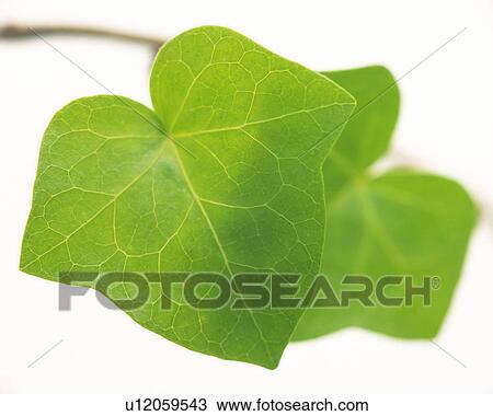 Stock Image - Closed Up Leaf, Close Up, High Angle View, Differential Focus, In Focus, Out Focus. Fotosearch