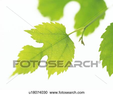 Closed Up Leaf, High Angle View, Close Up, Differential Focus, In Focus, Out Focus View Large Photo Image Stock Image - Closed Up Leaf, High Angle View, Close Up, Differential Focus, In Focus, Out Focus. Fotosearch