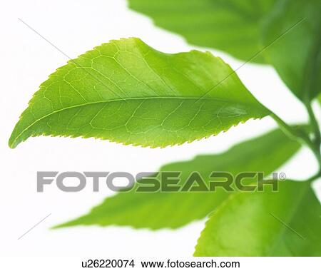 Picture - Closed Up Leaves, Close Up, Differential Focus, In Focus, Out Focus. Fotosearch