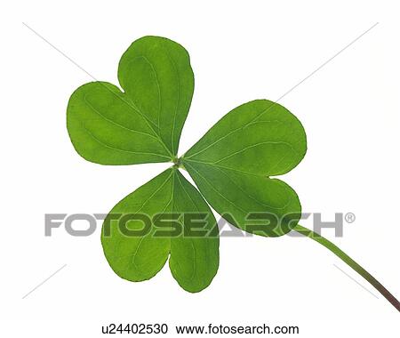 Clover, High Angle View, Close Up View Large Photo Image Stock Image - Clover, High Angle View, Close Up. Fotosearch