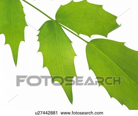 Stock Image - Four Leaves on Branch, High Angle View, Close Up. Fotosearch