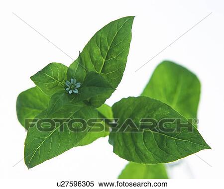 Green Leaves and Bud, Close Up, High Angle View, Differential Focus, In Focus, Out Focus View Large Photo Image Stock Photography - Green Leaves and Bud, Close Up, High Angle View, Differential Focus, In Focus, Out Focus. Fotosearch
