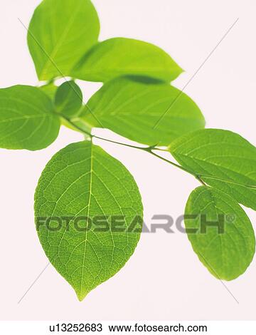 Green Leaves on Branch, Close Up, Low Angle View View Large Photo Image Stock Image - Green Leaves on Branch, Close Up, Low Angle View. Fotosearch