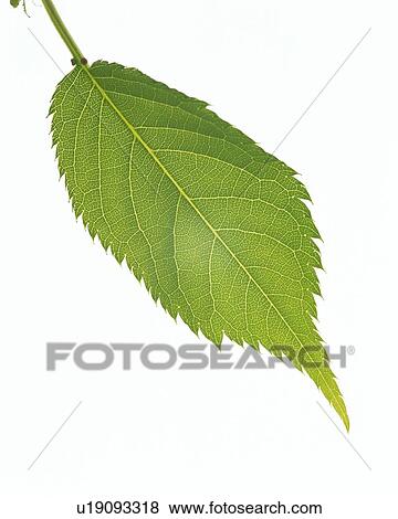 Leaf of Cherry Blossom, High Angle View, Close Up View Large Photo Image Stock Photo - Leaf of Cherry Blossom, High Angle View, Close Up. Fotosearch