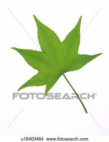 Leaf of Maple, High Angle View, Close Up View Large Photo Image Picture - Leaf of Maple, High Angle View, Close Up. Fotosearch