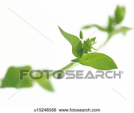 Leaves and Bud on Stem, High Angle View, Close Up, Differential Focus, In Focus, Out Focus View Large Photo Image Stock Photograph - Leaves and Bud on Stem, High Angle View, Close Up, Differential Focus, In Focus, Out Focus. Fotosearch