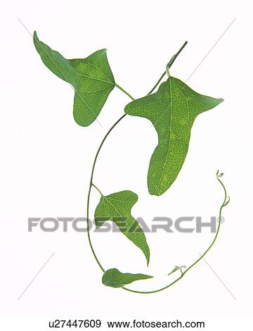 Stock Photo - Leaves and Vine, High Angle View, Close Up. Fotosearch