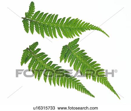 Stock Image - Leaves of Fern, High Angle View, Close Up. Fotosearch