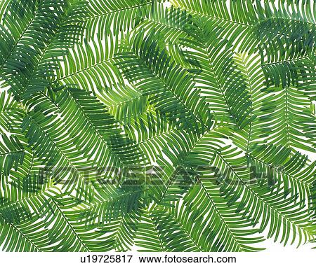Stock Photo - Leaves of Fern, High Angle View, Close Up, Full Flame. Fotosearch