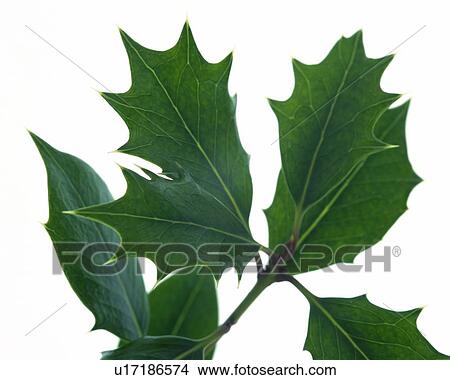 Leaves of Holly, High Angle View, Close Up View Large Photo Image Picture - Leaves of Holly, High Angle View, Close Up. Fotosearch