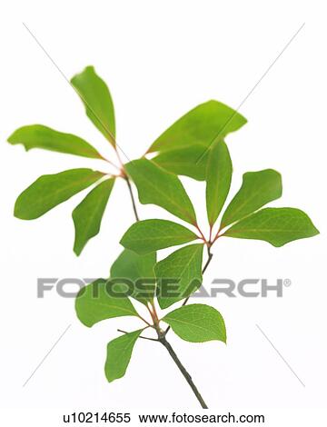 Stock Photography - Leaves on Branch, Close Up, Front View. Fotosearch